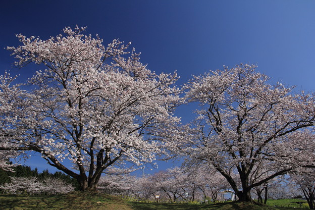 写真: 桜並木・・いままでこのアングルでは撮っていない