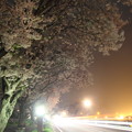 夜桜・・車が多い
