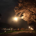 写真: 夜桜・・八幡神社入り口