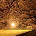 写真: 夜桜・・浜グランド