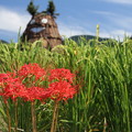 写真: 彼岸花と実る稲