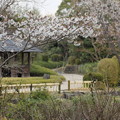 写真: 竹林園の桜