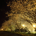 写真: 夜桜・・旧三中横