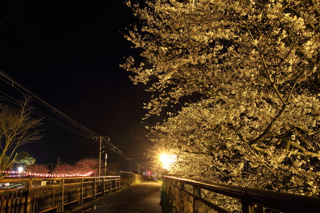写真: 夜桜・・高校グランド横左は花見のちょうちん
