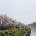 写真: 桜並木・・幸橋から大橋方面
