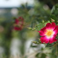 写真: 薔薇・・エコパークバラ園
