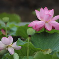 写真: 蓮　Lotus・・エコパーク