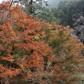 神社向かいの高台からの紅葉