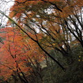 湯出神社の紅葉