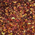 Photos: 紅葉の落ち葉がいっぱい