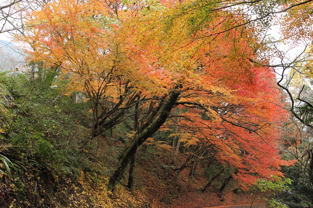 湯出神社の紅葉