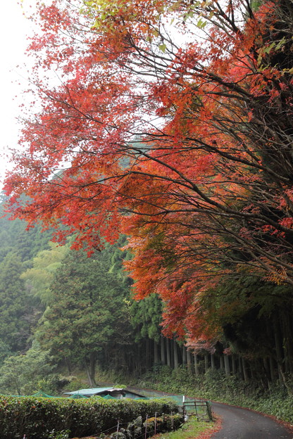 写真: 湯出神社の紅葉
