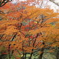 Photos: 湯出神社の紅葉