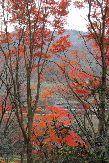 Photos: 湯出神社の紅葉