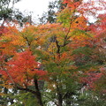 写真: 住吉神社の紅葉