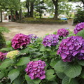 写真: 諏訪神社の紫陽花