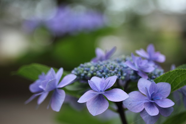 写真: 諏訪神社の紫陽花