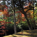 写真: 住吉神社の紅葉