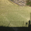 写真: 冬の田んぼと私の影