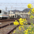写真: 菜の花とおれんじ鉄道水俣駅