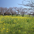 写真: 中尾山・・菜の花は下段のみ