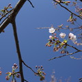 写真: 桜はまだまだです