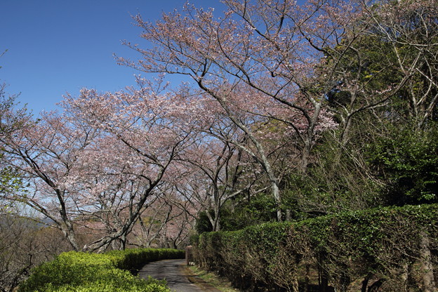 写真: 中尾山の桜