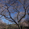 写真: 中尾山の登山道の桜