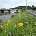 写真: 金鶏菊 （きんけいぎく）・・水俣川岸