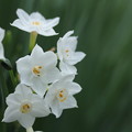 写真: しろ白の水仙