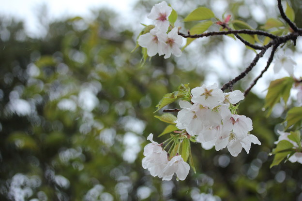 写真: 大島桜？・・エコパーク水俣