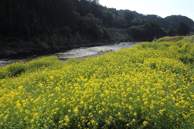 写真: 菜の花満開・・水俣川