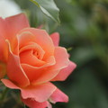 写真: 薔薇