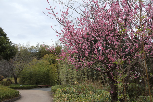 写真: 梅が満開・・竹林園