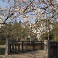 写真: 福岡堰の桜