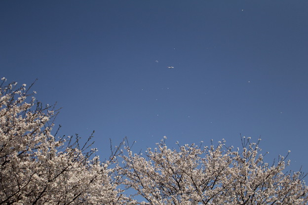 写真: 桜の舞