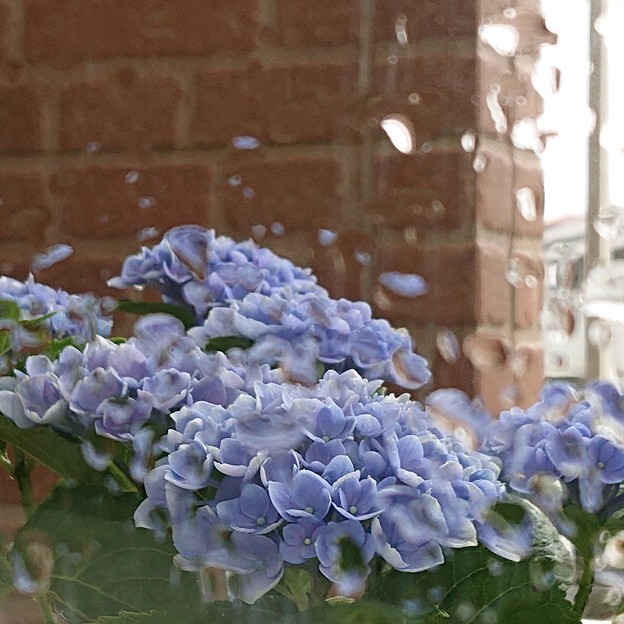 雨粒の窓に紫陽花