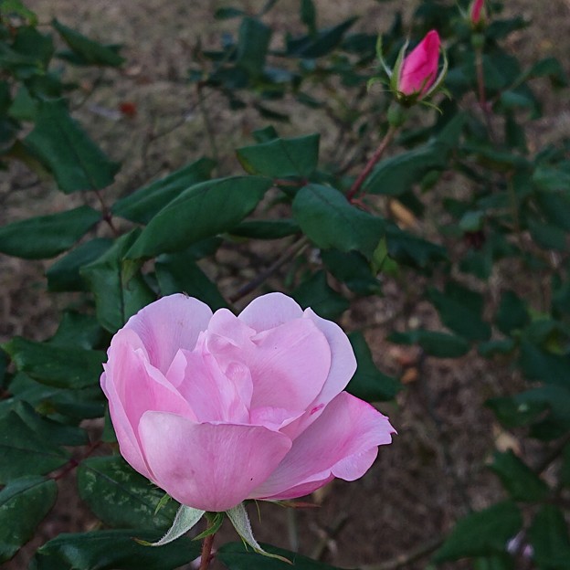 写真: 11月の薔薇はピンク。