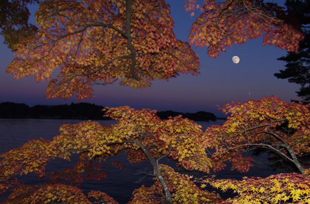 写真: 松島の紅葉月