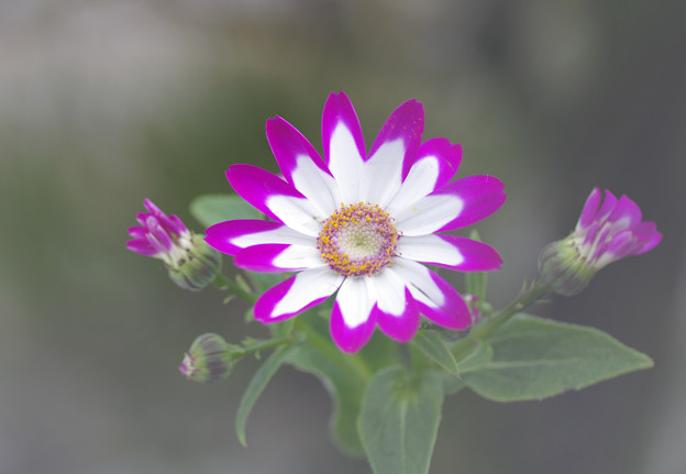 写真: 快活な花