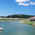 写真: 桜咲く白石川