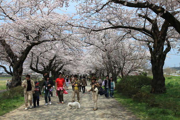 写真: 桜咲く道・北上