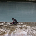 秘湯の黒アゲハ蝶