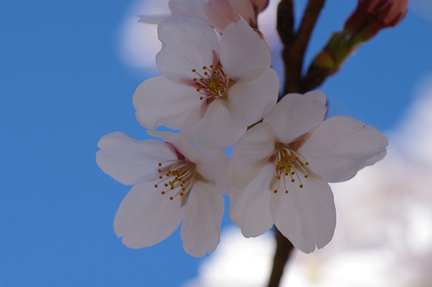 写真: 桜の優しさ