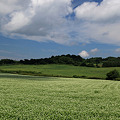 写真: 高原の蕎麦畑
