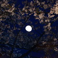 写真: 花と月