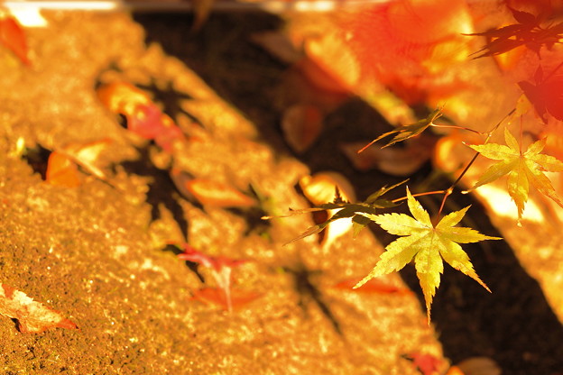 写真: 秋の日