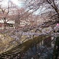 写真: 桜（まだまだ）