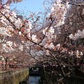 写真: 桜（まだまだ）