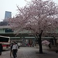 写真: 桜＠日本橋